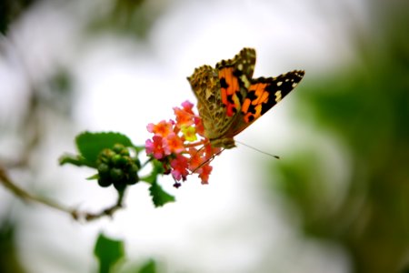 Orange And Black Butterfly Sip Nectar