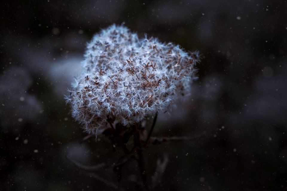 Close-up Of Snow On Tree