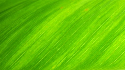 Green Textile