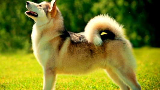 Husky Staring At The Sky