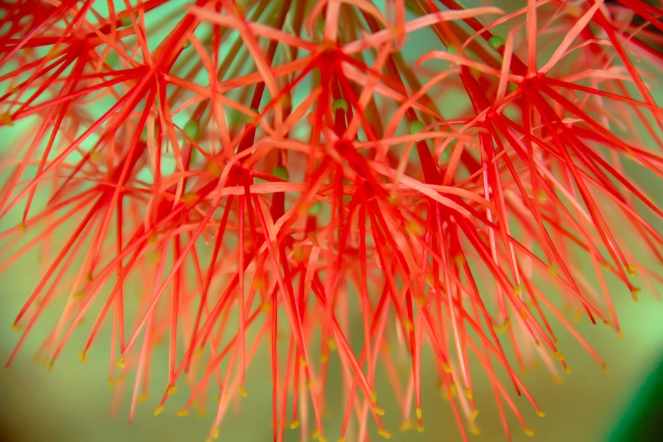 Blossom bloom petal