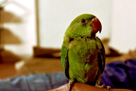 Green Parrot photo