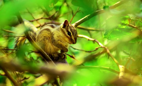 Brown Squirrel Perched On Tree Branch In Selective Focus Photography photo