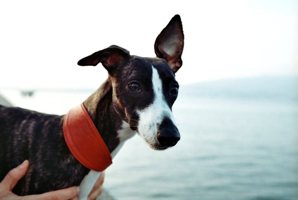 Black And White Short Coat Dog