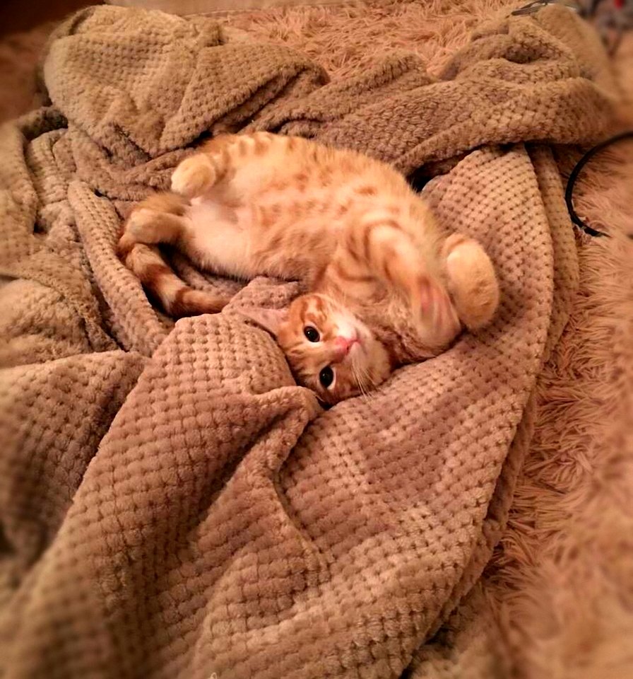 Orange Tabby Cat On Brown Textile