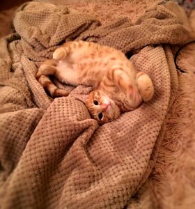 Orange Tabby Cat On Brown Textile photo