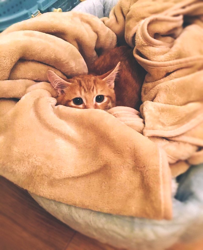 Orange Tabby Cat On Brown Textile