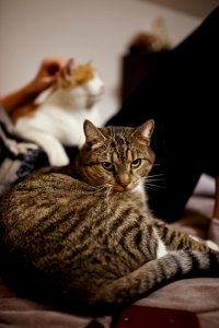 Black And Gray Cat Behind Man In Black Bottoms Holding White And Brown Cat
