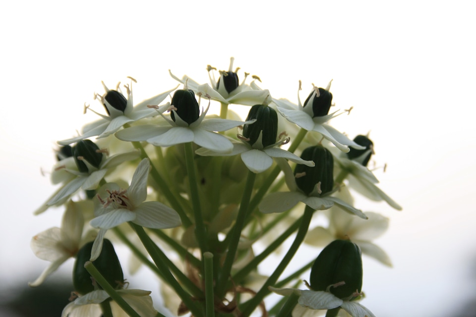 Floral plant natural