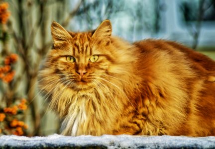 Brown Persian Cat In Selective Lens Photography