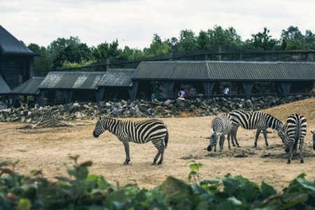 Zebras In The Zoo