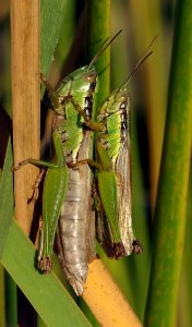 Grasshopper Making Each Other During Daytime