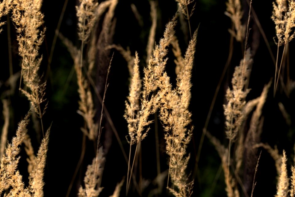 Brown Outdoor Plants
