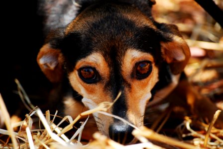 Black Brown Coated Dog On Dried Grass