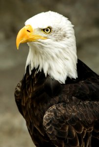 Macro Shot Of White And Brown American Eagle