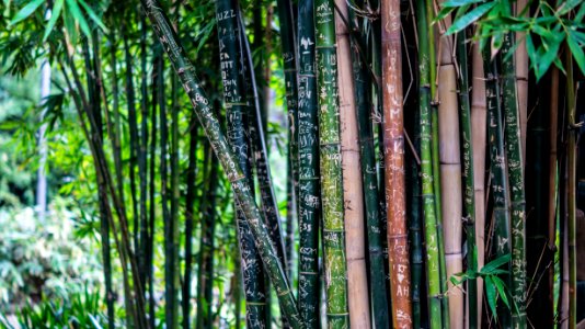 Green Leaf Bamboo Tree At Daytime photo