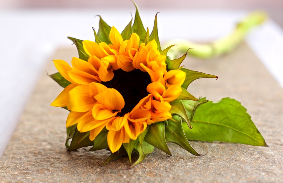 Sunflower On The Table