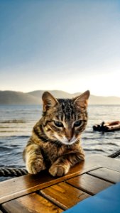 Black And White Tabby Cat Leaning On Brown Wooden Surface Beside Sea photo