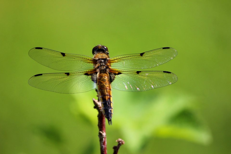 Brown And Black Dragonfly