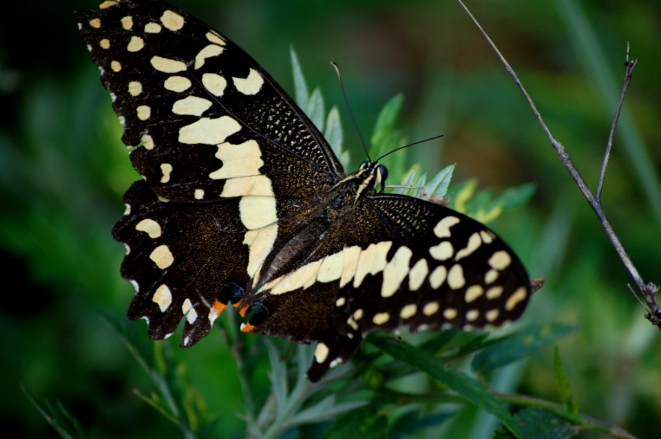 Black And White Butterfly On Leaf