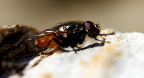 Black Fly On Rock In Macro Photography During Daytime photo