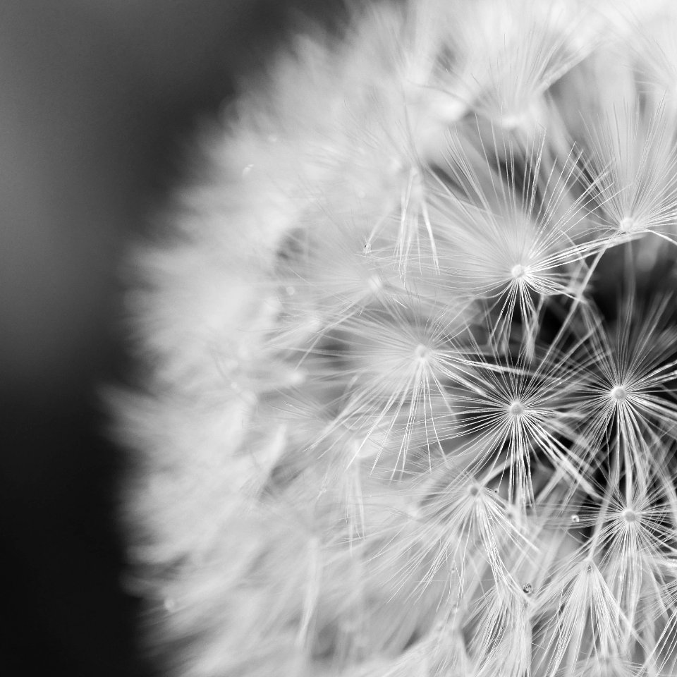 Close Up Photo Of Dandelion