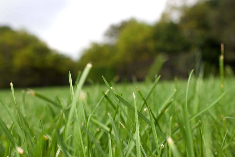 Green Grass Field