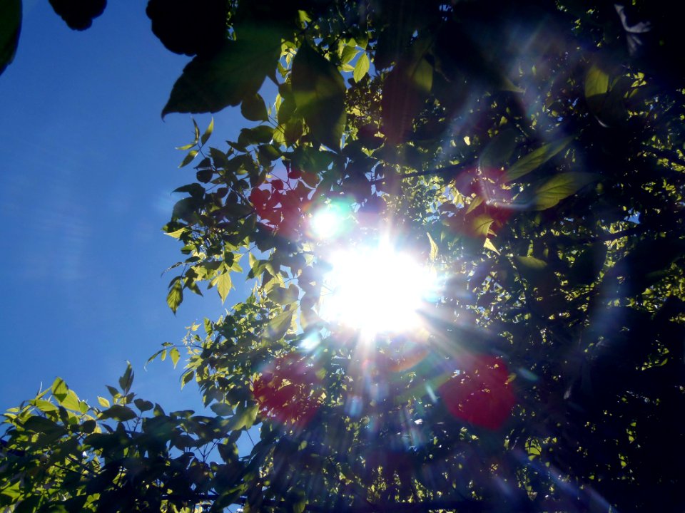 Worms Eye View Of Red And Green Outdoor Plant With Sunlight Painting