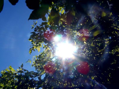 Worms Eye View Of Red And Green Outdoor Plant With Sunlight Painting photo