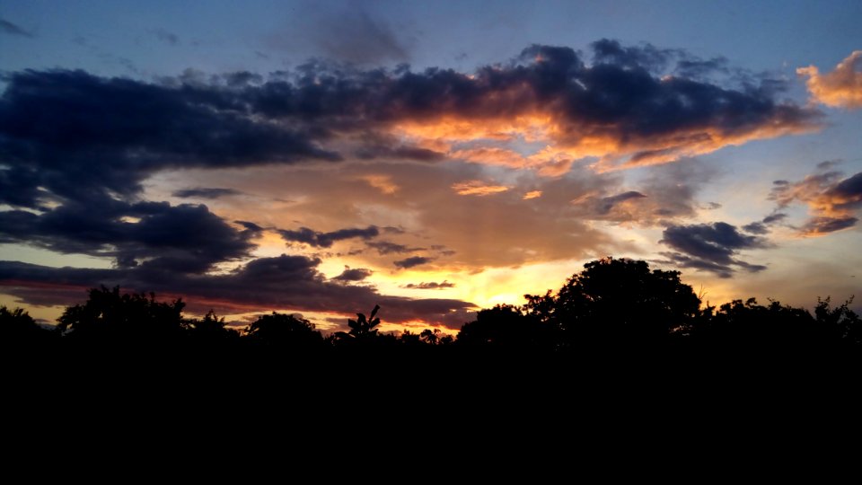 Black Forest Under Cloudy Sky During Sunset photo