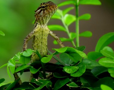 Green Lizard