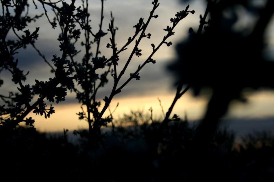 Silhouette Of Tree During Sunset photo