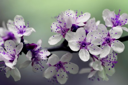 White And Purple Petal Flower Focus Photography photo