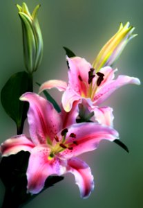 Pink Tiger Lily On Bloom