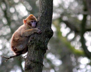 Brown Monkey On Green Tree Trunk photo