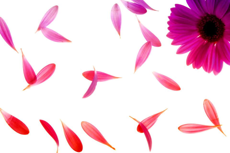 Purple Petaled Flower