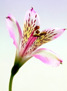 Shallow Focus Photography Of Pink And White Petal Flower photo