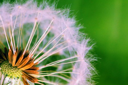 Closed Up Photograph Of Dandelion Seeds photo