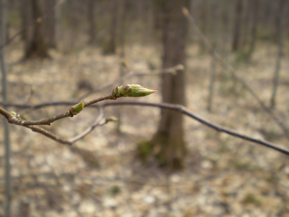 Woods forest budding