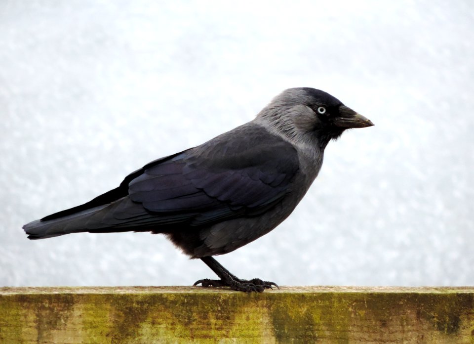 Black And Grey Bird