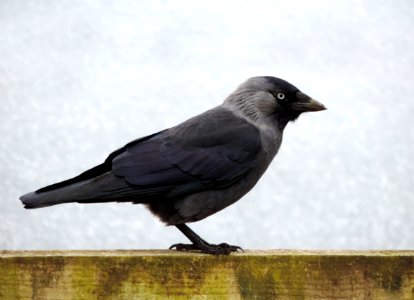 Black And Grey Bird photo