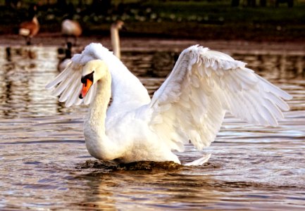 White Swan