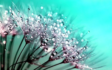 Petaled Flowers With Dew Drops On Close Up Photography