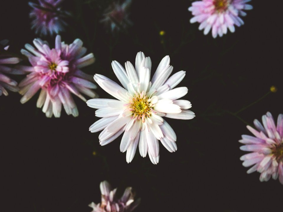 Chrysanthemum Flowers