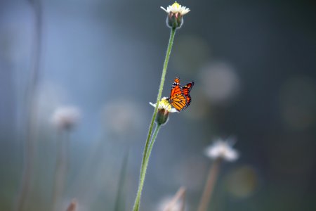 Black And Orange Butterfly On White Petal Flower photo