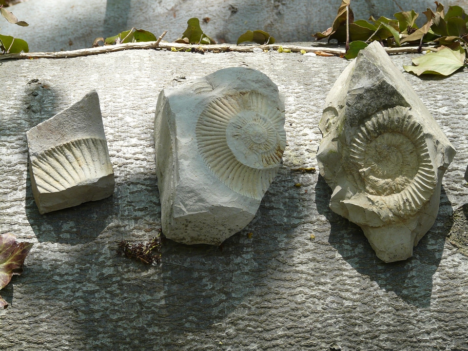 Ammonoidea cephalopods were