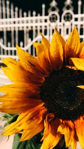 Yellow And Black Petaled Flower photo