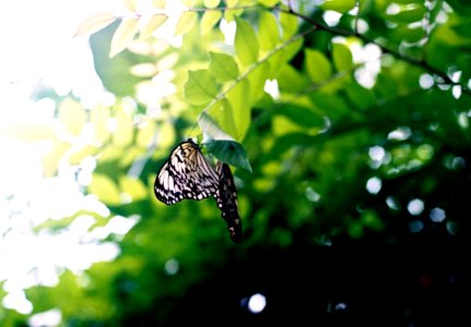Black And White Butterfly On Brown Tree Branch photo