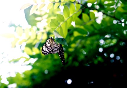 Black And White Butterfly On Brown Tree Branch