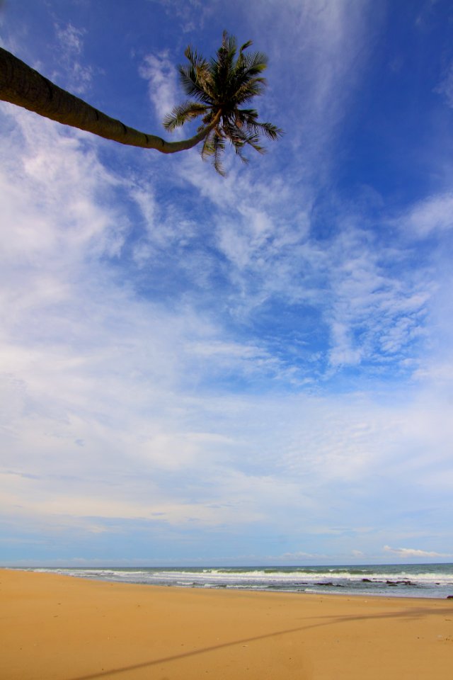Coconut Palm Tree Near Seawater Waving On Sand Under Blue Sky And White Clouds During Daytime